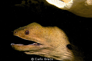 Portrait of moray eel. Yap. by Carlo Greco 